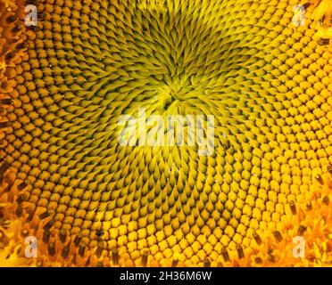 HELIANTHUS ANNUUS  common Sunflower Stock Photo