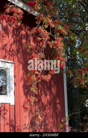 Rowan Berries in Autumn in Finland Stock Photo