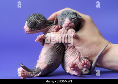 Sphynx cats of 2 weeks old in hand of female veterinarian examination medical exam of animals. One kitten is blue and white, other is black and white. Stock Photo