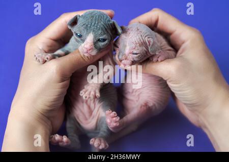 Medical exam of newborn Sphynx kittens. Female caucasian hands carefully hold female kitten of black and white and male kitten of blue and white Stock Photo