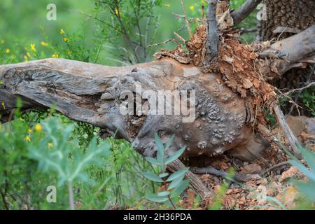 an old tree trunk in the forest Stock Photo