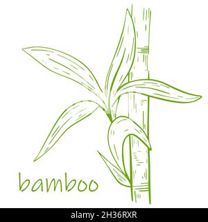 Bamboo stem with leaves hand engraved, vector illustration. Stock Vector