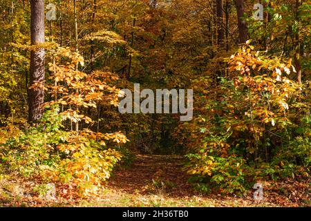 Leafy forest. Young trees and shrubs grow among tall, old trees. It is autumn, the leaves are yellow. It's a sunny day. Stock Photo