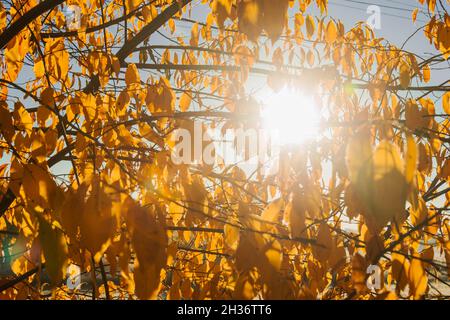 Leafy forest. Young trees and shrubs grow among tall, old trees. It is autumn, the leaves are yellow. It's a sunny day. Stock Photo