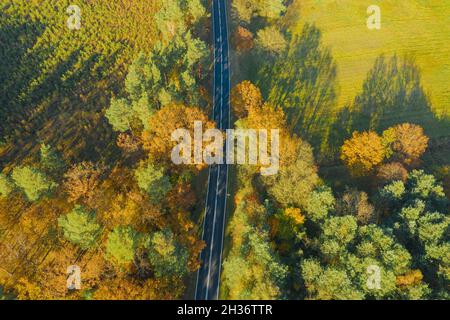 Asphalt road through a mixed coniferous deciduous forest. The needles on the pines are green. It is autumn, the leaves on the trees are yellow. Stock Photo