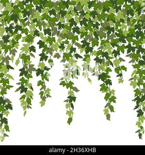 Ivy curtain, green creeper vines isolated on white background. Vector illustration in flat cartoon style Stock Vector