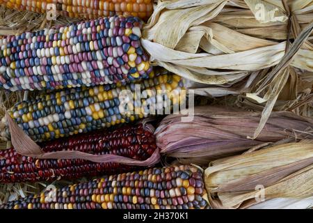 Close up photograph of colorful autumn Indian Corn Stock Photo