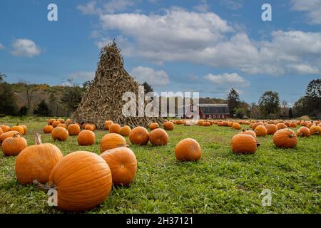 Pumpkins arranged on grass field in front of old red barn and corn stalks under blue cloudy sky for fun fall family activity Stock Photo