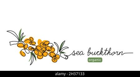 Sea buckthorn berry simple vector illustration. One continuous line art drawing with lettering organic sea buckthorn berry. Stock Vector