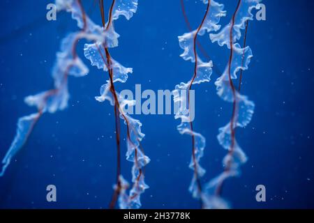Close-up tentacles of sea northern nettle jellyfish swims in West Coast ocean water. Amazing nature background of chrysaora melanaster