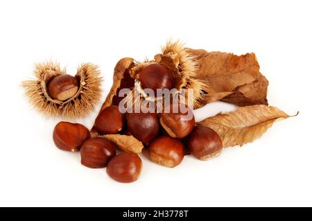 Group of chestnuts, dried leaves and husk open arranged on white background Stock Photo