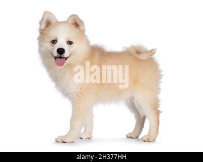 Adorable fluffy Pomsky dog pup, standing side ways. Looking towards camera with blue eyes and mouth open tongue out. Isolated on a white background. Stock Photo