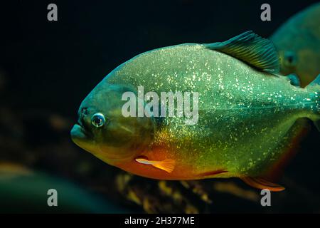 Predatory hungry freshwater red bellied piranha fish swimming in river water in South America jungle. Flock of piranhas close-up view.  Stock Photo