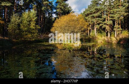 Small pond reflecting Autumn colours of trees, Binning Wood woodland, East Lothian, Scotland, UK Stock Photo