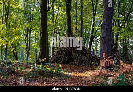 Den in woodland built from tree branches in Autumn, Binning Wood, East Lothian, Scotland, UK Stock Photo