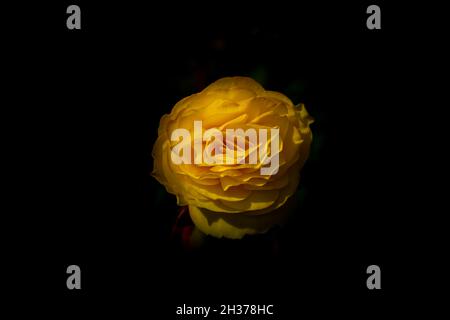 Bright yellow Begonia, Begoniaceae petals and flowers in bloom isolated against a black background with shallow depth of field. Stock Photo