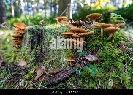 Fungus growing on tree stump on forest floor woodland, Scotland, UK Stock Photo