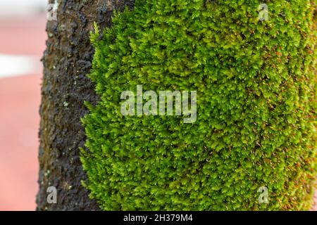 Close-up moss texture on tree surface, Moss cover on tree bark background. High Quality Images Stock Photo