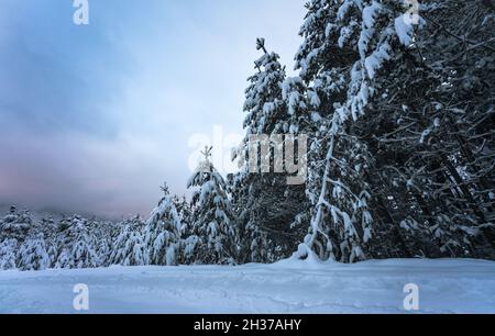 Snow covered fir trees in winter landscape after sunset, Wildermieming, TIrol, Austria Stock Photo