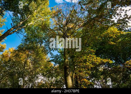 Looking up to top on beech trees, Binning Wood woodland in Autumn, East Lothian, Scotland, UK Stock Photo