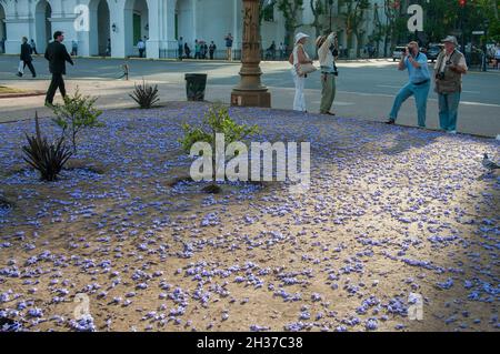 BUENOS AIRES, ARGENTINA - Nov 18, 2011: A group of tourists and Jacaranda tree flowers in May Square, Buenos Aires, Argentina Stock Photo