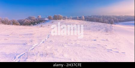 Frozen tree branches in a purple morning sky background, extremely cold environment. Winter view, frosty, cold, icy landscape Stock Photo