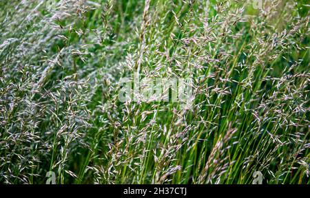 Sweetgrass - Hierochloe odorata