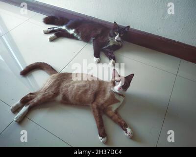 two cats cat watching over here Stock Photo