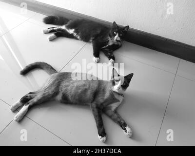 two cats cat watching over here Stock Photo