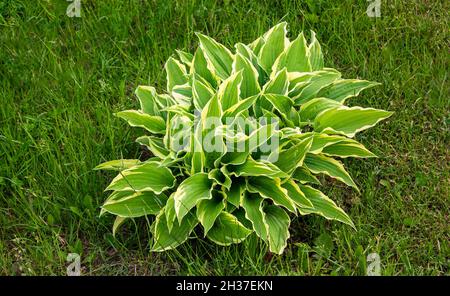 Close up of the leaves of the Hosta 'Patriot' Stock Photo