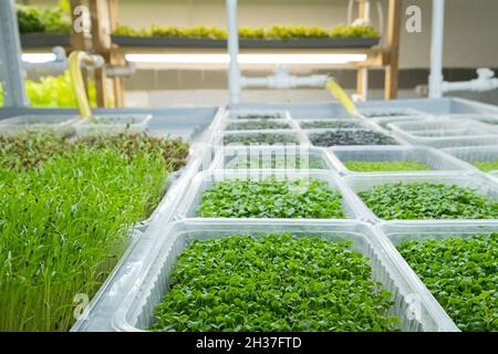 Urban microgreen farm. Eco-friendly small business. Baby leaves, phytolamp. Stock Photo