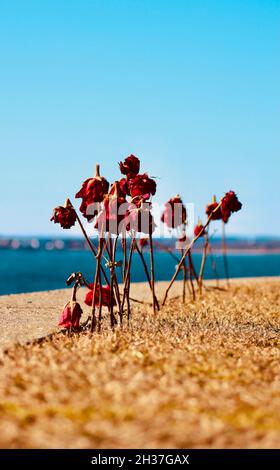 Vertical shot of dried roses on the meadow against blue sky Stock Photo