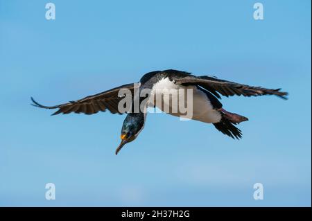 An imperial shag, Leucocarbo atriceps, in flight. Pebble Island, Falkland Islands Stock Photo