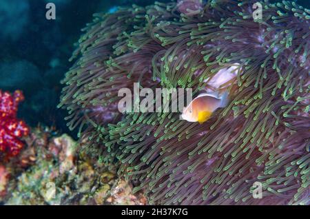 The nosestripe clownfish or nosestripe anemonefish, skunk clownfish, Amphiprion akallopisos, is an anemonefish that lives with sea anemones. Stock Photo