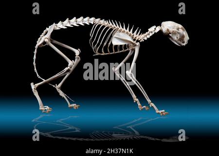 Cat Skeleton, Felis catus or Felis catus domestica Stock Photo