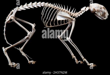 Cat Skeleton, Felis silvestris Stock Photo