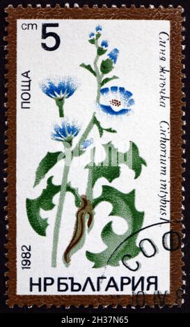 BULGARIA - CIRCA 1982: a stamp printed in Bulgaria shows Chicory, chicorium intybus, perennial herbaceous plant, circa 1982 Stock Photo