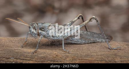 Gray bird grasshopper hi-res stock photography and images - Alamy