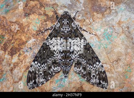 Rustic Sphinx Moth, Manduca rustica Stock Photo