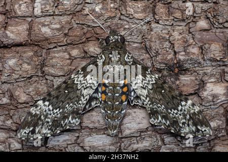 Rustic Sphinx Moth, Manduca rustica Stock Photo