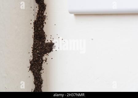 Termite mud tube on the wall Stock Photo