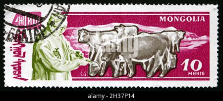 MONGOLIA - CIRCA 1961: a stamp printed in Mongolia shows herdsman and oxen, agriculture, circa 1961 Stock Photo