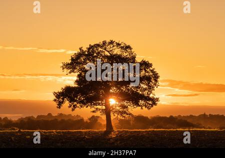 Solitary oak tree in a field in Autumn shortly before sunset. Much Hadham, Hertfordshire. UK Stock Photo