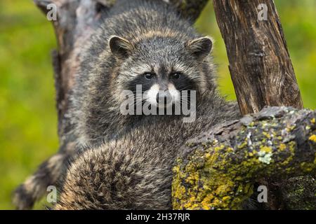 Raccoon (Procyon lotor) Looks Out Over Others Back Autumn - captive animals Stock Photo