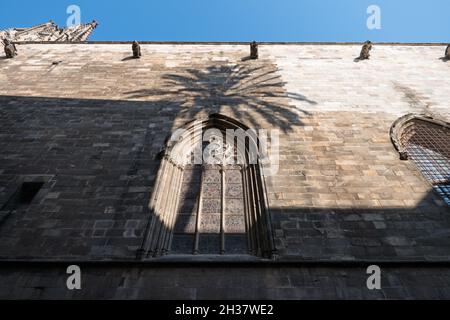 Urban view of Barcelona, Spain with palm tree shadow on the Cathedral wall, gothic monument and landmark Stock Photo