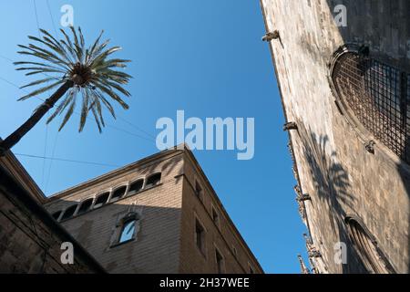 Urban view of Barcelona, Spain with palm tree shadow on the Cathedral wall, gothic monument and landmark Stock Photo