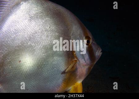 Circular Batfish (Platax orbicularis) in the Red Sea Stock Photo