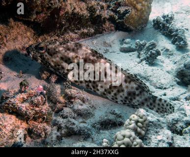 A Greasy Grouper (Epinephelus tauvina) in the Red Sea, Egypt Stock Photo