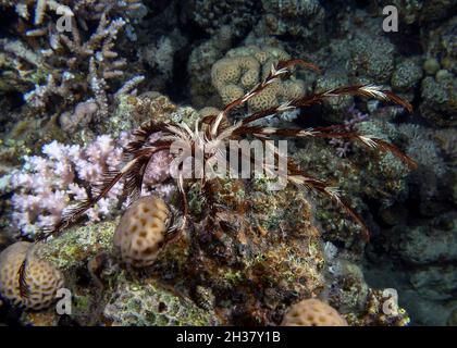 Feather Star (Crinoidea sp.) in the Red Sea Stock Photo