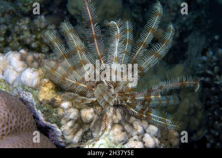 Feather Star (Crinoidea sp.) in the Red Sea Stock Photo